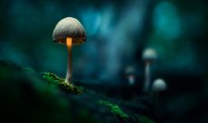 Ethereal Mushrooms ©Jonathan Lodge/British Photography Awards