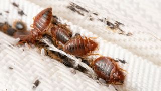 A close up of bed bugs on a mattress