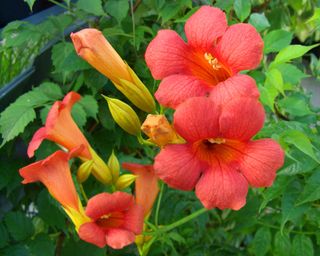 Mediterranean plants Campsis ‘Madame Galen’ AGM in flower