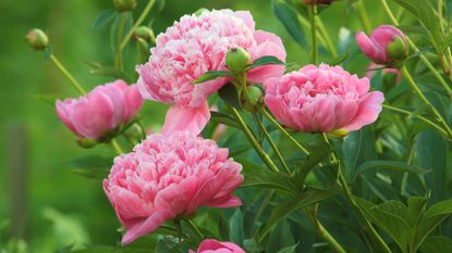 When to cut back peonies - close up of peonies blooming in garden