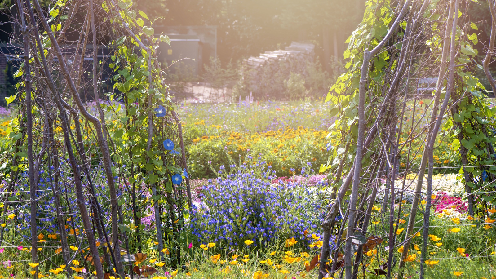 Wigwam shaped Pea and Bean stick trellis/supports in vegetable kitchen garden