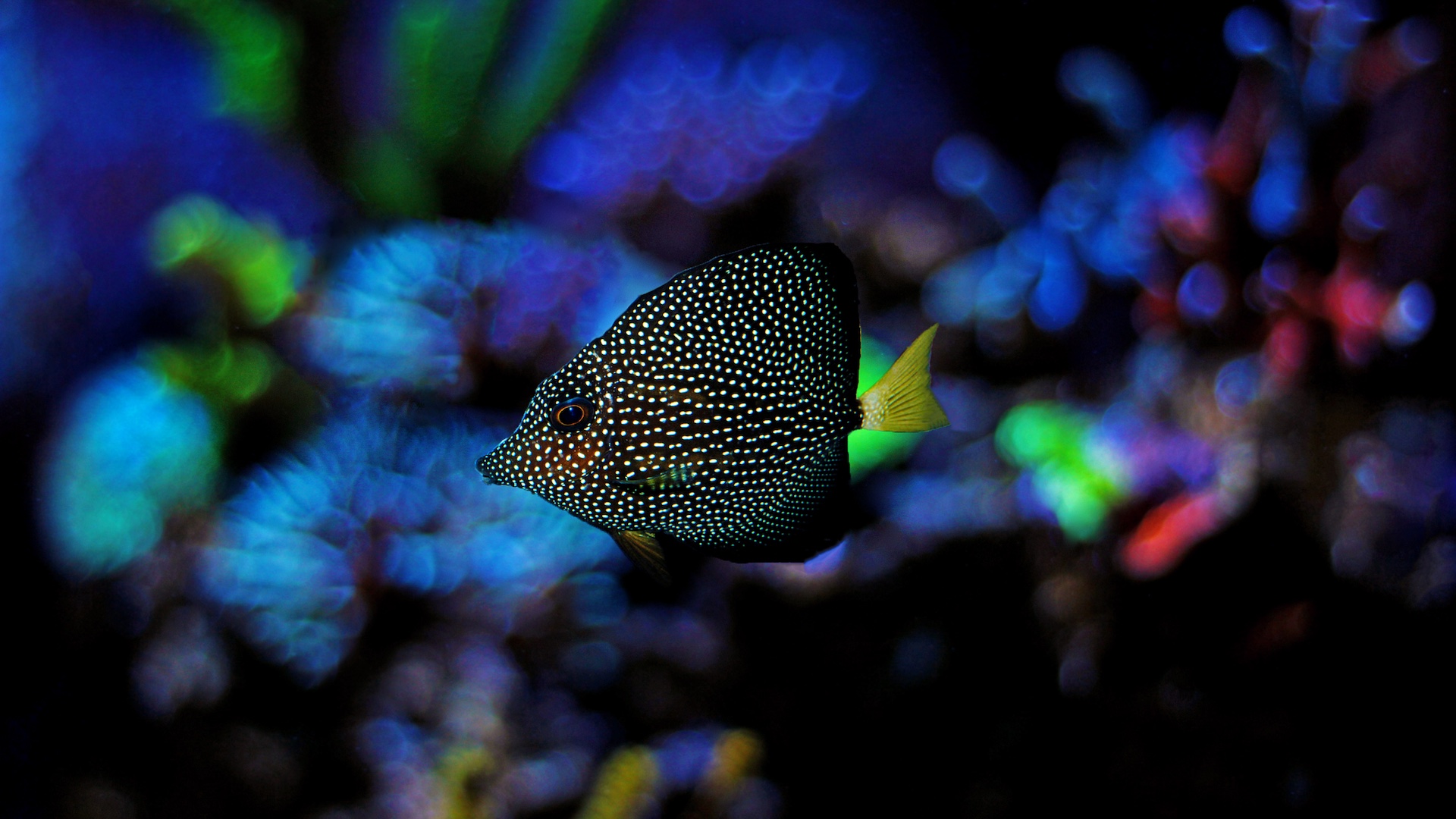 Gem Tang