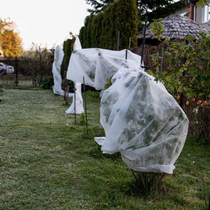 Horticultural fleece plant cover wrap on plants in garden