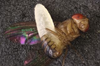 White larvae bursting out of fruit fly, the larvae almost equal to the size of the fly.