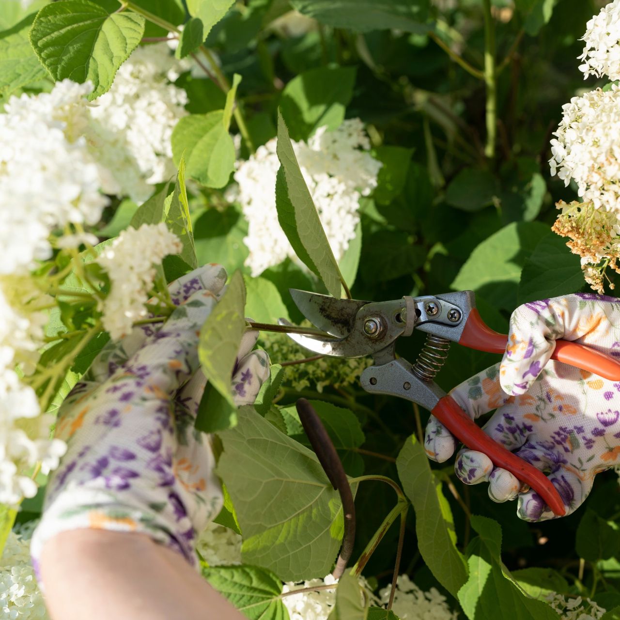 Hands of gardener pruning flowers in garden