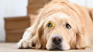 Nikon Z50 firmware update captures pets' eye portraits, among other goodies