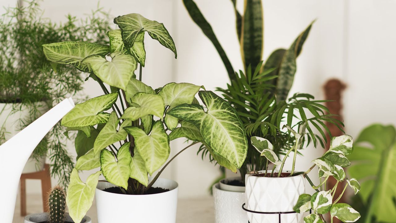 The most valuable houseplants revealed | Real Homes