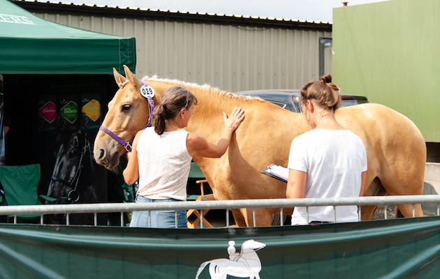 H&amp;amp;H festival of dressage championships sheepgate 21 07 2018