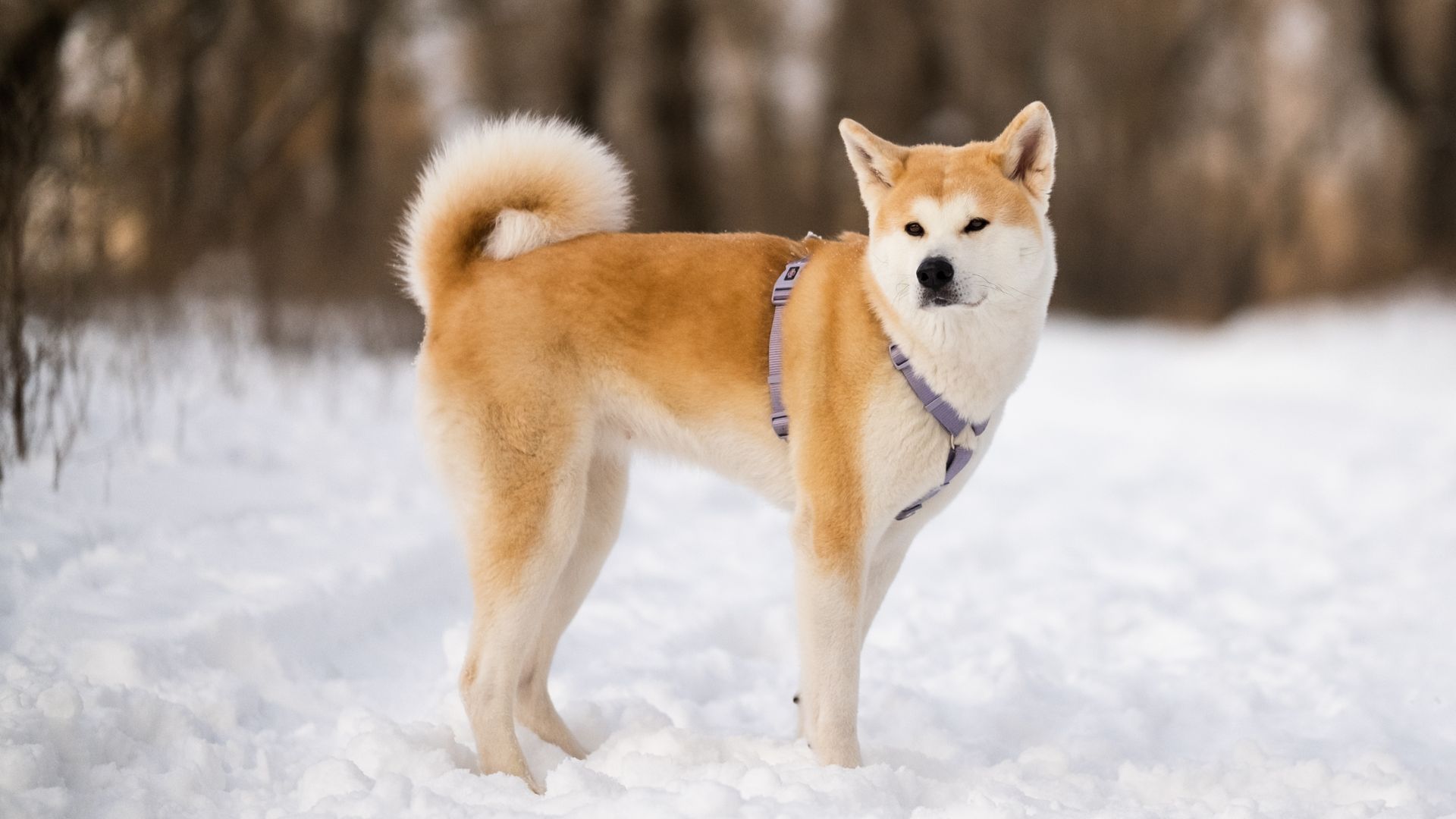 Akita dog in the snow