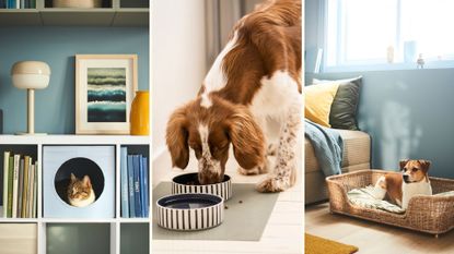 Collage of three pet images showing a grey cat in a bed a Springer dog eating from striped food bowls and a Jack Russel in a rattan dog pet to sow the new IKEA pet range