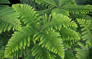 Christmas tree with a beautiful well balanced design.Araucaria columnaris