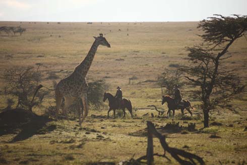Mara safari