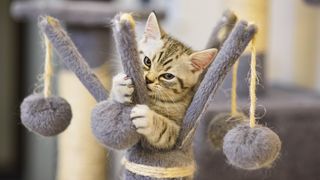 How to play with a cat. This cat is enjoying playing in a cat tree