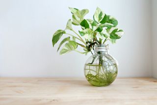 A hydroponic pothos plant in a glass vase