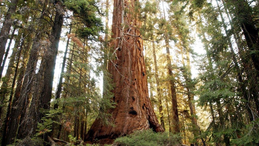 A tree in California&amp;#039;s Giant Sequoia National Monument.