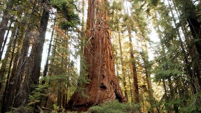 A tree in California's Giant Sequoia National Monument.