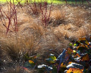 ornamental grasses planted in multiples in a winter garden