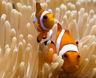 Two orange and white clown anemonefish swim through a bed of tan sea anemone fingers. 