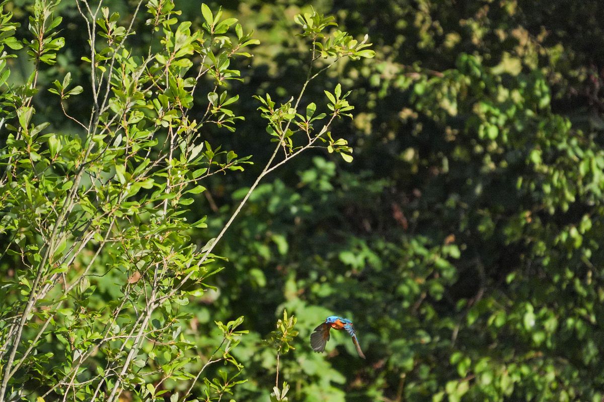 A photo taken on a Sony RX10 V bridge camera
