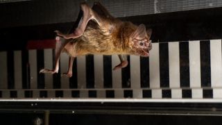 Vampire bat mid-jump as it runs on a treadmill