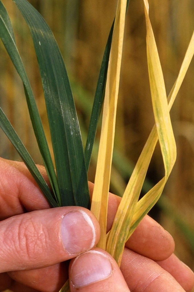 Yellow Dwarf Virus On Barley Plant