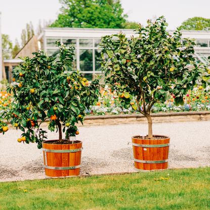 potted citrus trees in front of garden and greenhouses