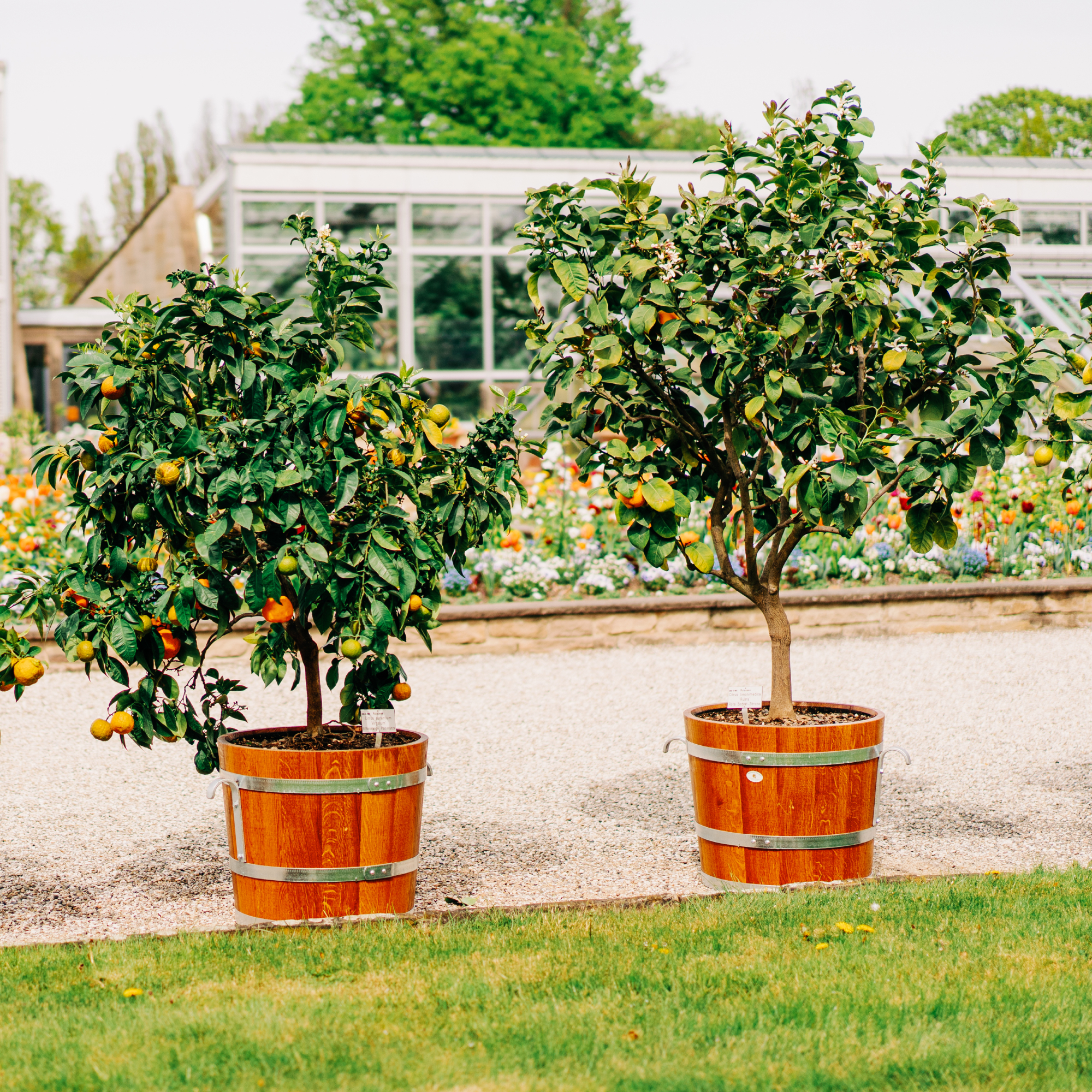 potted citrus trees in front of garden and greenhouses