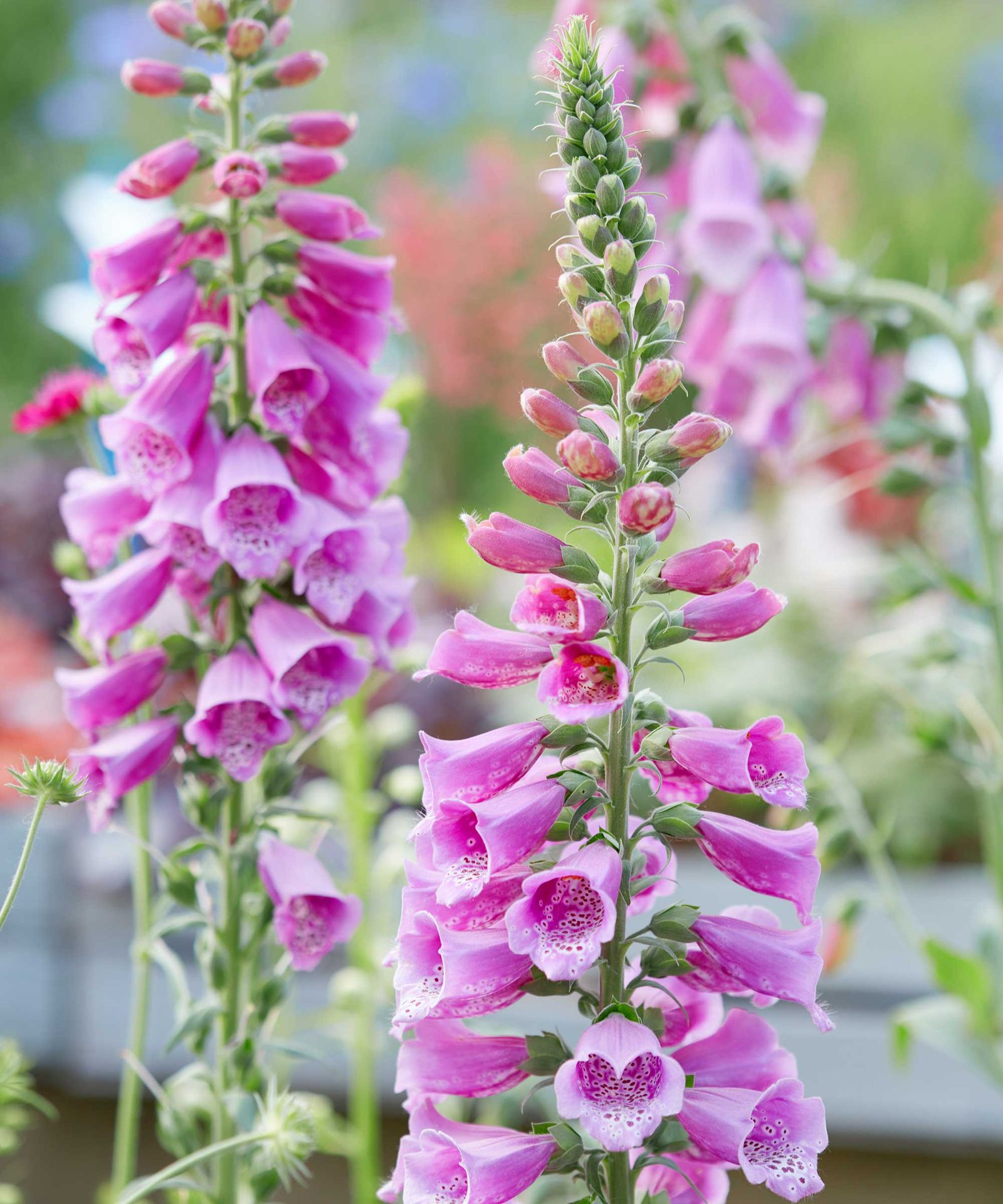 How to deadhead foxgloves: neaten up your flower beds | Gardeningetc