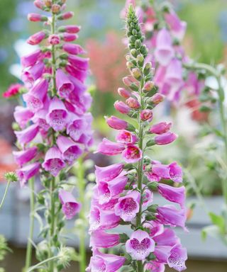 foxgloves