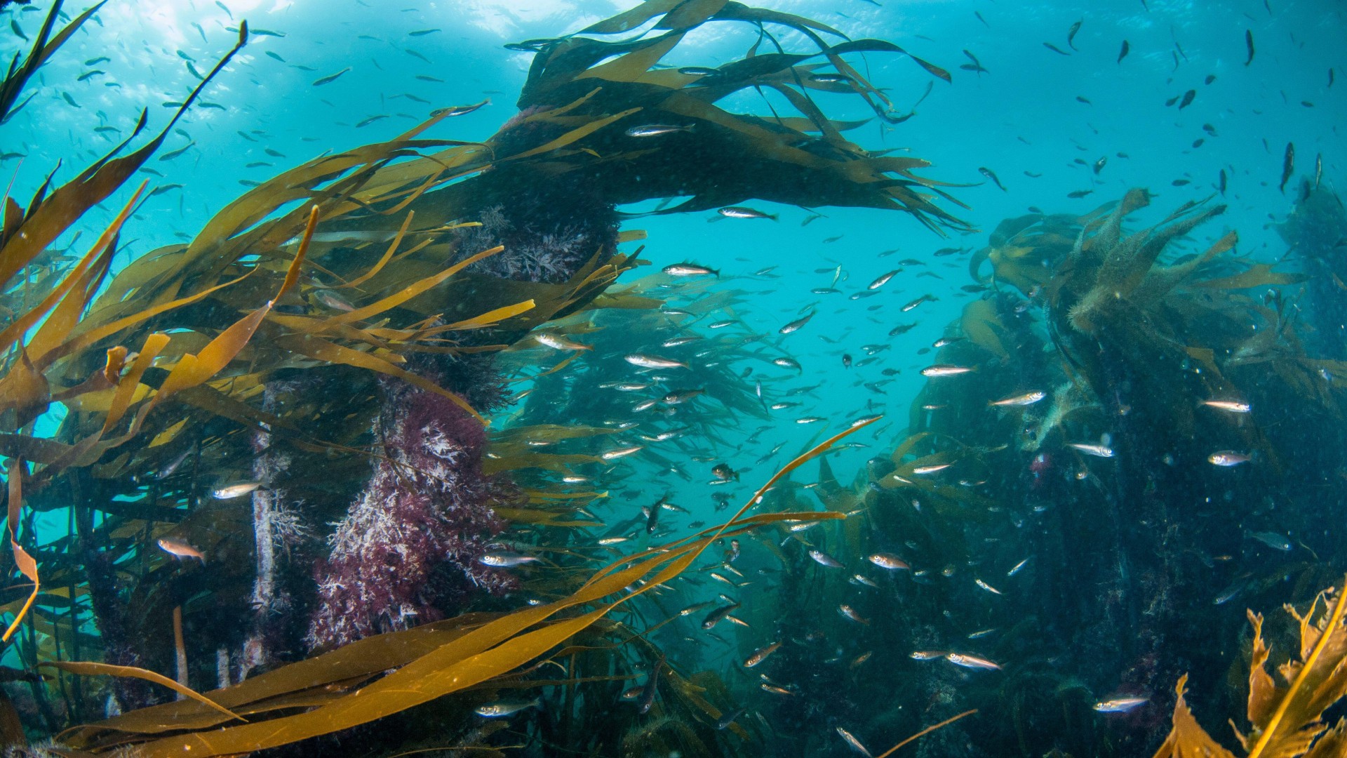 Kelp forest (Laminaria digitata) with small fish, Shetland, Scotland, UK.