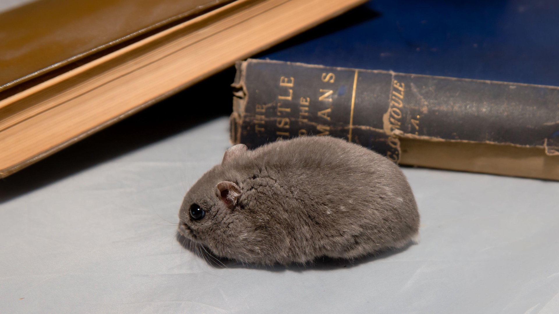 Grey dwarf hamster