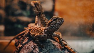 Two bearded dragons on a stone