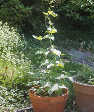 A bean plant in a container growing in a sunny spot on a deck