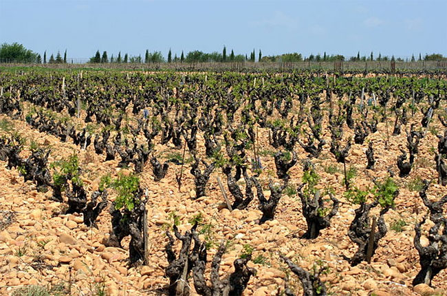 Chateauneuf-du-Pape's best producers