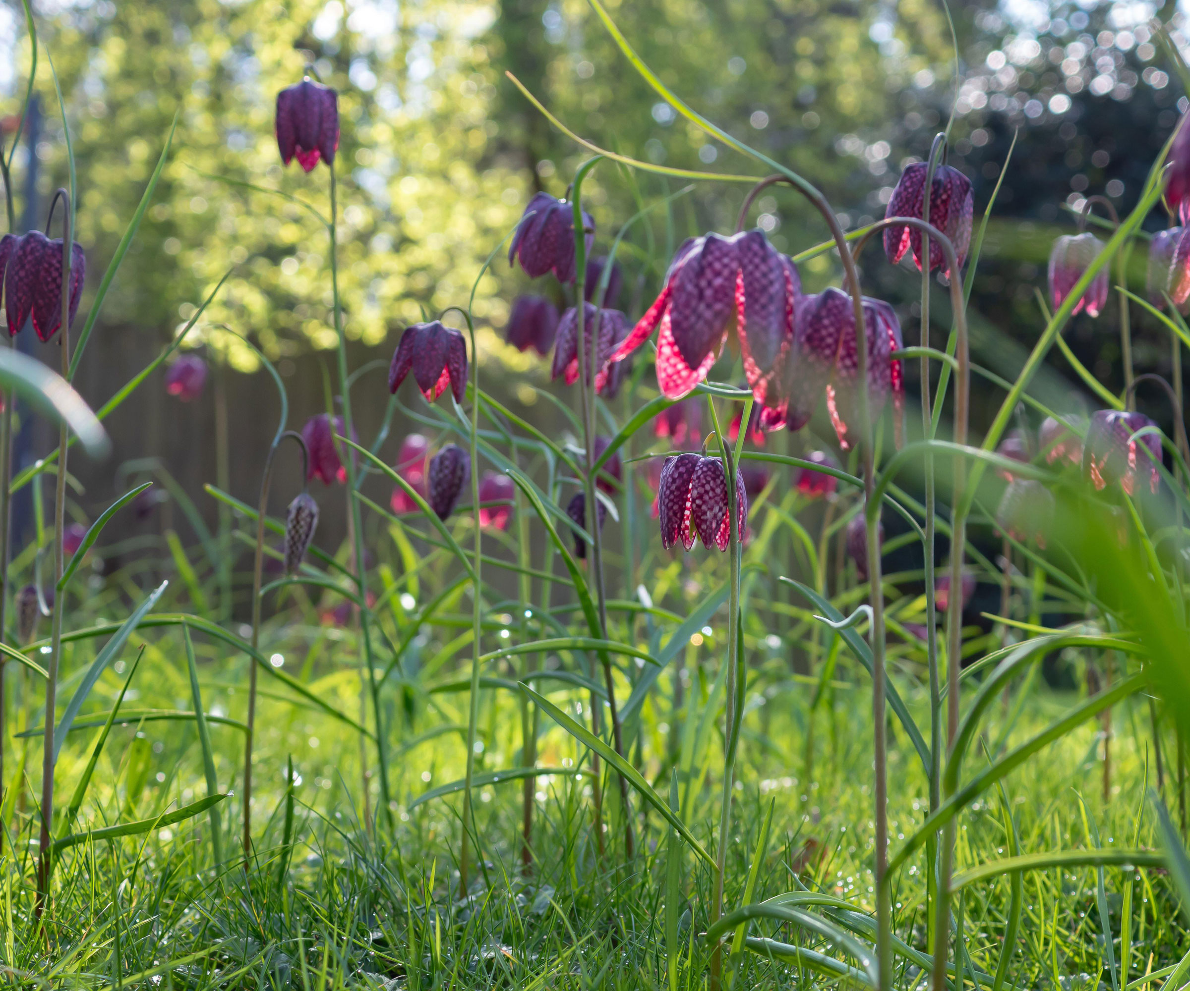 purple fritillaria meleagris (snakeshead fritillary) flowers naturalised in lawn