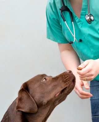 A genetic variation in Labrador retrievers means that they are more likely to seek out food.