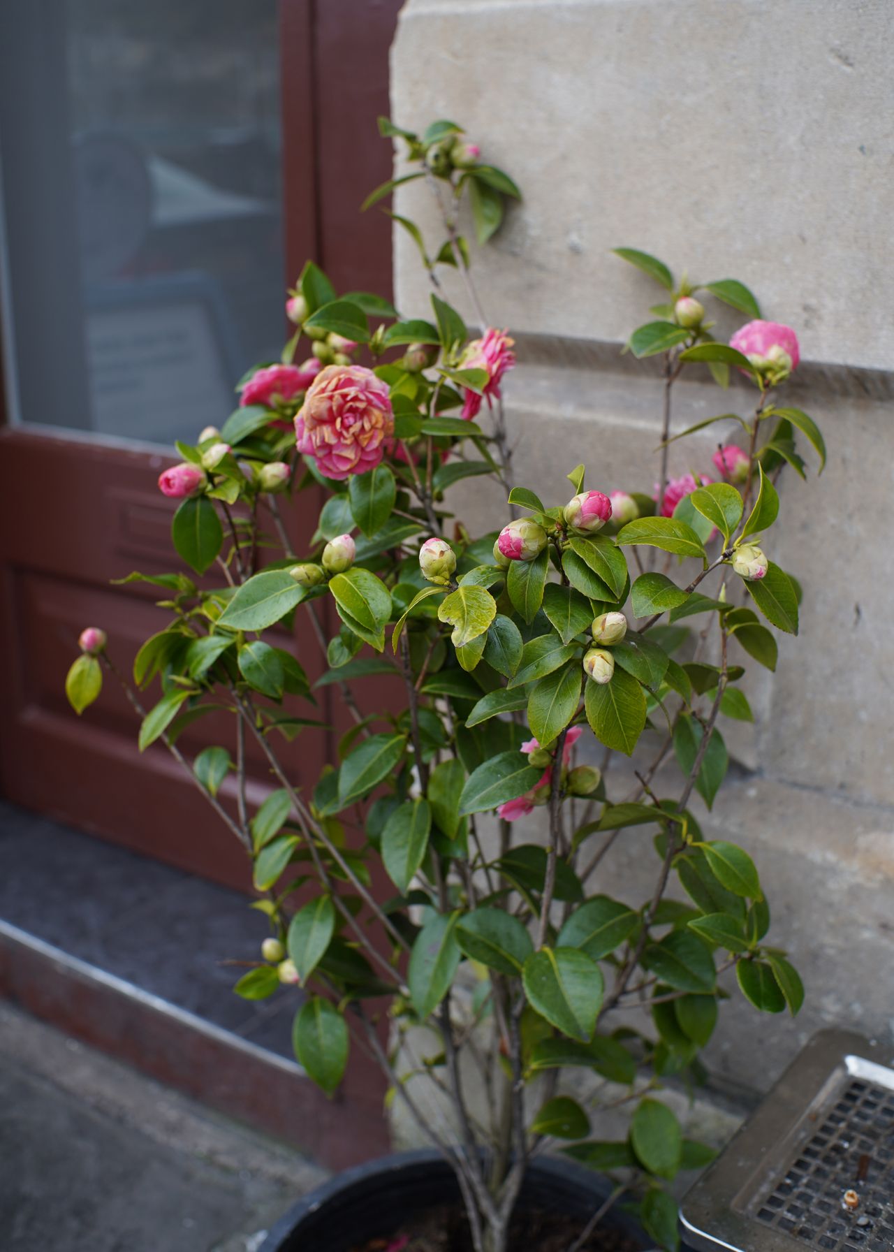 Pergear 35mm f/1.4 review Sample image
