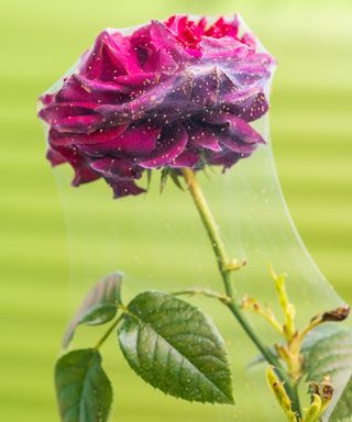 Spider mites on rose, leaving a fine web