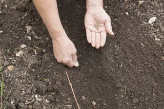 how to grow spinach: sow seeds in well raked soil