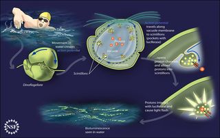 dinoflagellate causing ocean glow