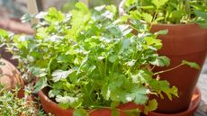 Cilantro plant