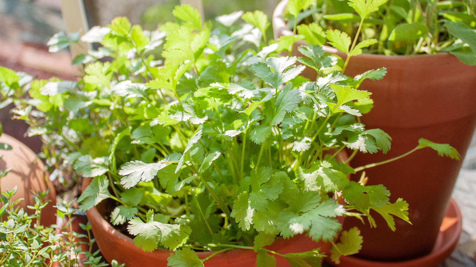 Cilantro plant in pot