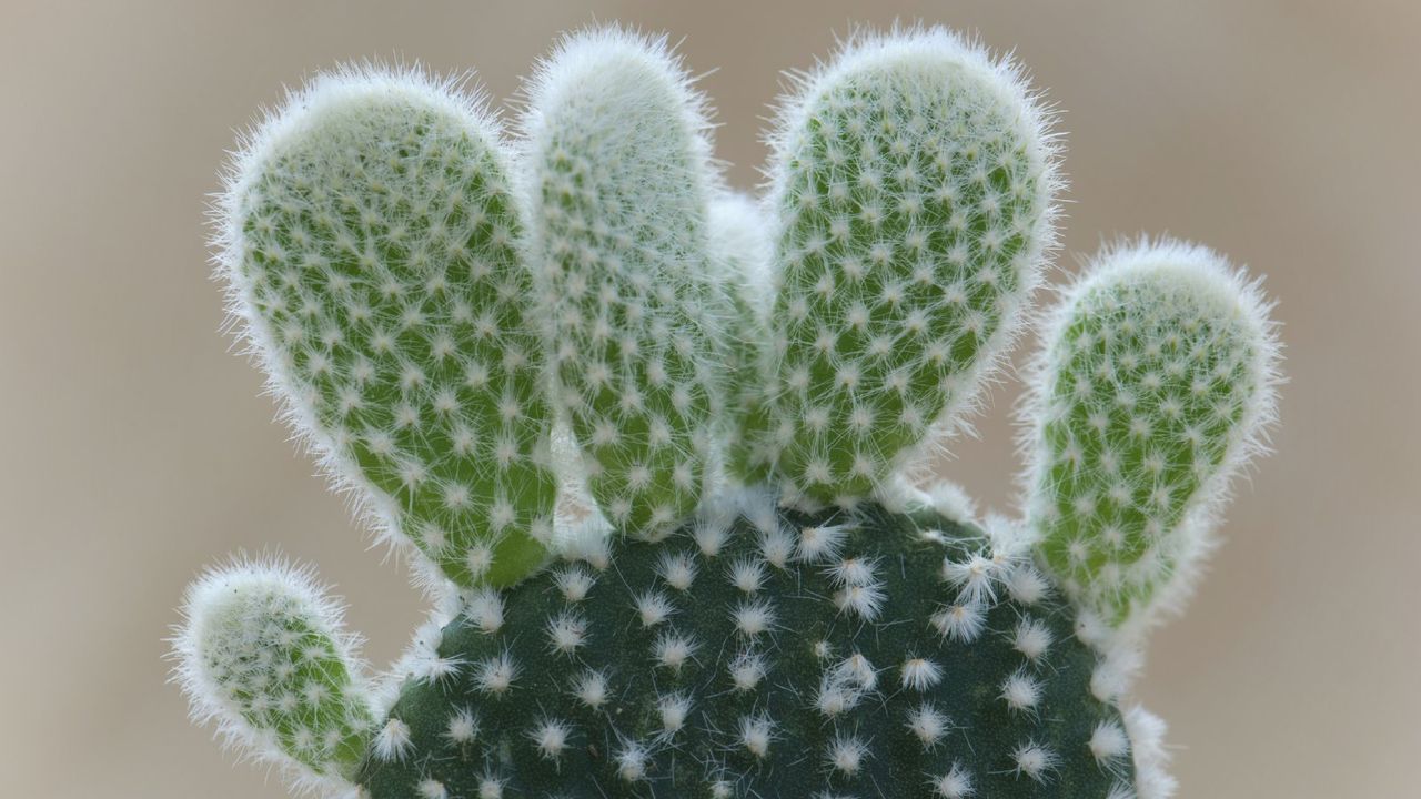 Close up of new growth on a bunny ear cactus