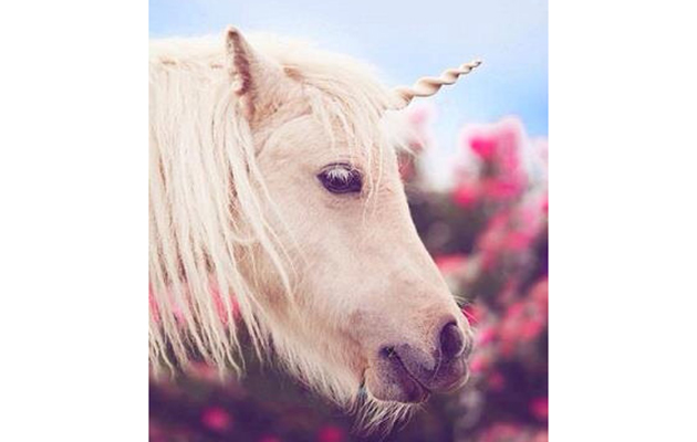 unicorn horn