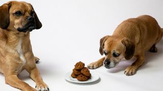 DIY peanut butter dog treats: Peanut butter cinnamon molasses dog treats