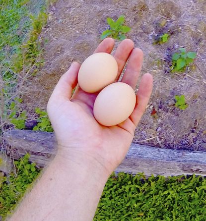 Hand Holding Two Eggs