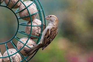 sparrow feeding on fat balls in a round feeder