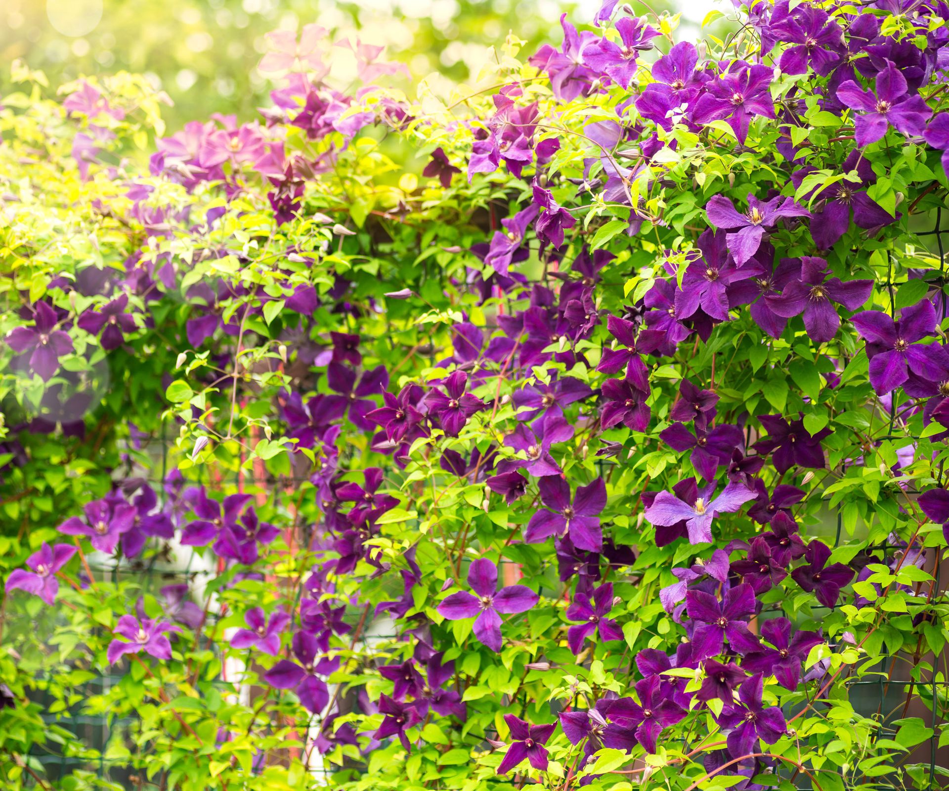 dark purple clematis flowers tumbling over garden fence