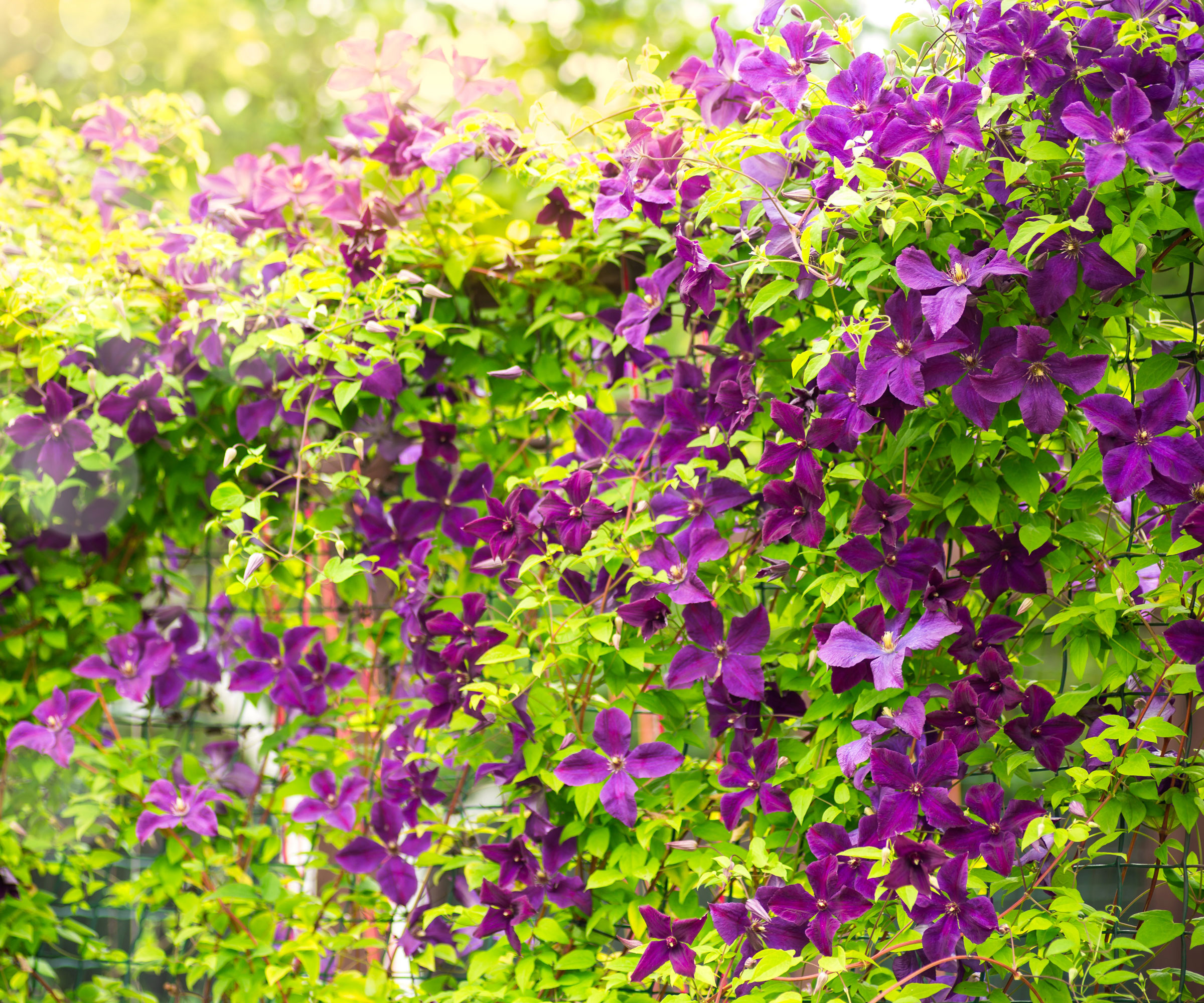 dark purple clematis flowers tumbling over garden fence
