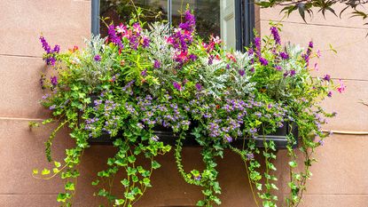 Window box with coleus and petunias